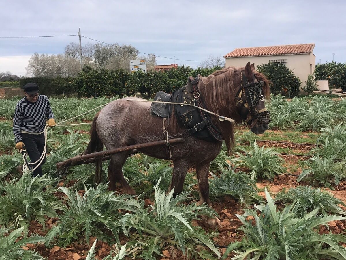 La reutilización de la poseidonia oceánica: un proyecto pionero de economía circular en la Marina Alta