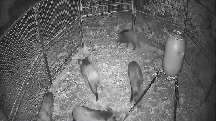 Dénia intensifica el control de la población de jabalís con 72 capturas en tres meses