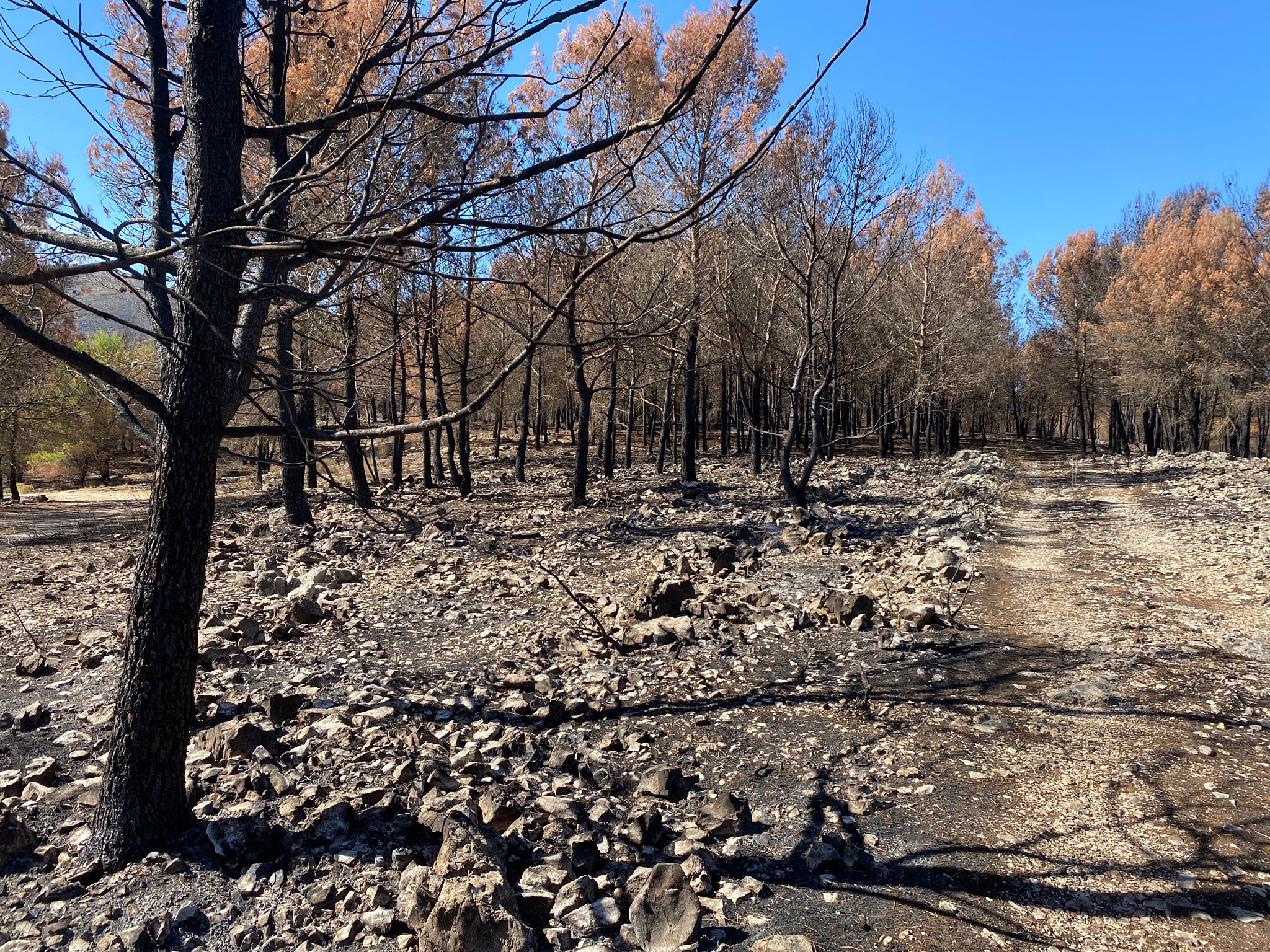 La Diputación de Alicante destina cerca de dos millones de euros para la recuperación de los montes afectados por el incendio de la Vall d’Ebo
