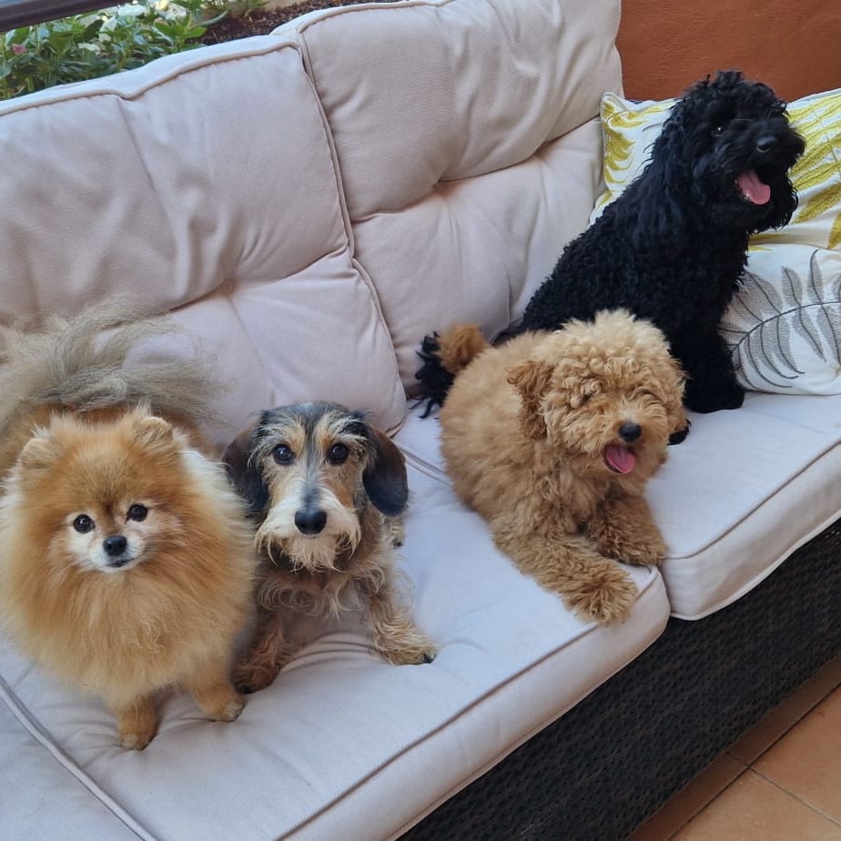 Dénia impulsa un carné para garantizar la atención de las mascotas en caso de emergencia