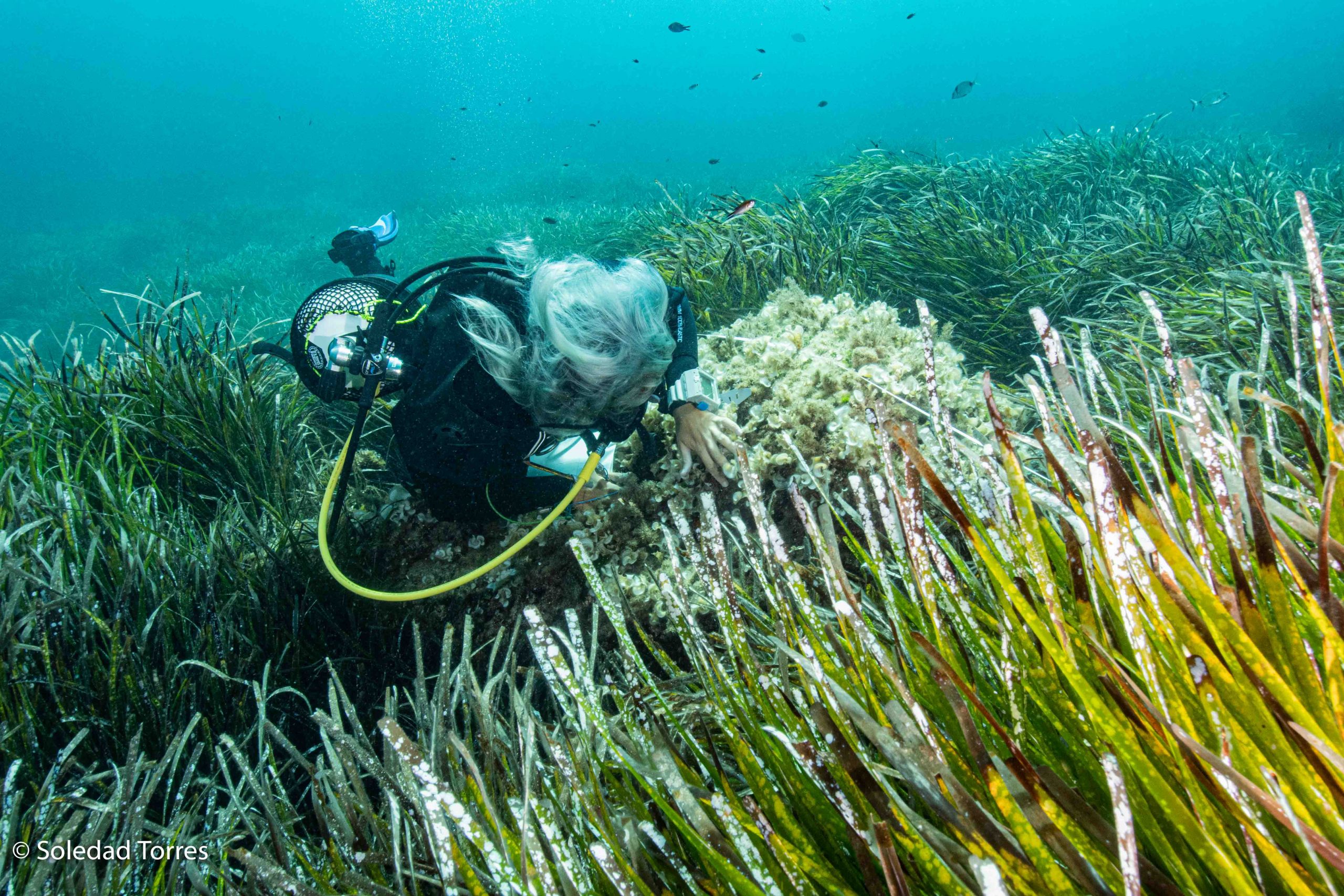 Medio Ambiente rechaza la regeneración de playas en Dénia por su impacto en la posidonia