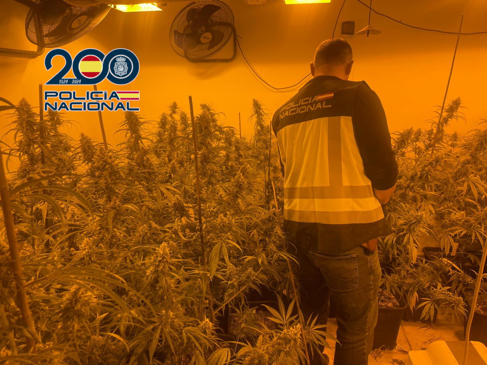 Detenidas dos personas en Dénia por tráfico de drogas y defraudación eléctrica