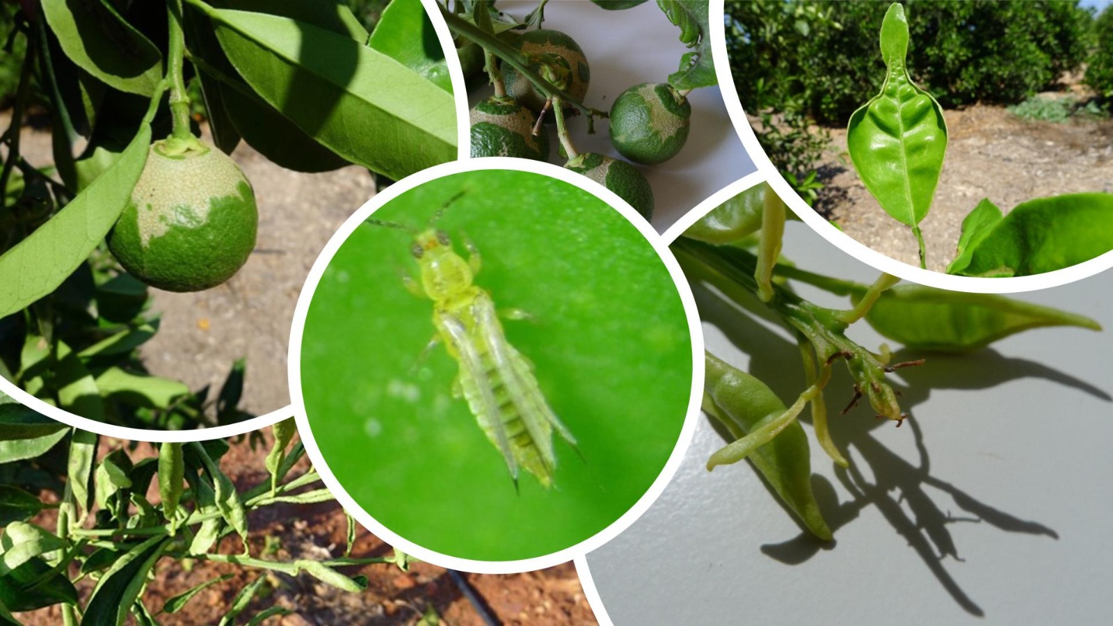La plaga del trips amenaza los cultivos de cítricos en la Marina Alta: pérdida de producción y medidas urgentes