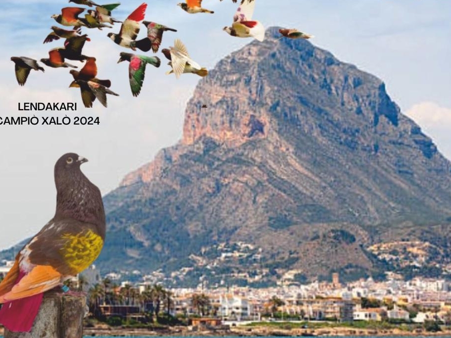 Xàbia acoge la final comarcal de «coloms esportius» tras más de una década de ausencia