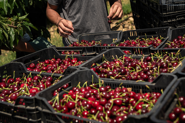 Los retos del campo en la Marina Alta: mercados de proximidad, cereza en crisis y formación agroecológica