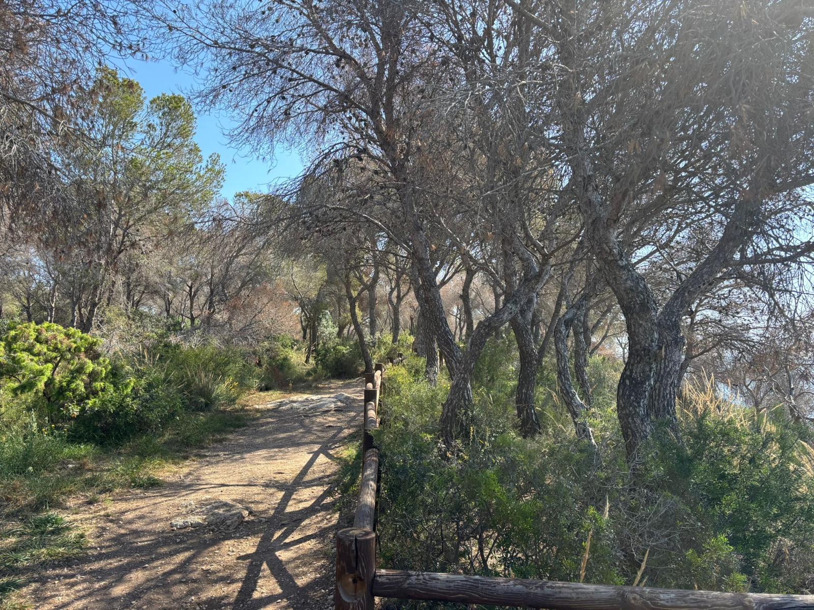Benissa inicia la tala de pinos secos en la costa para frenar la plaga del Tomicus y prevenir incendios