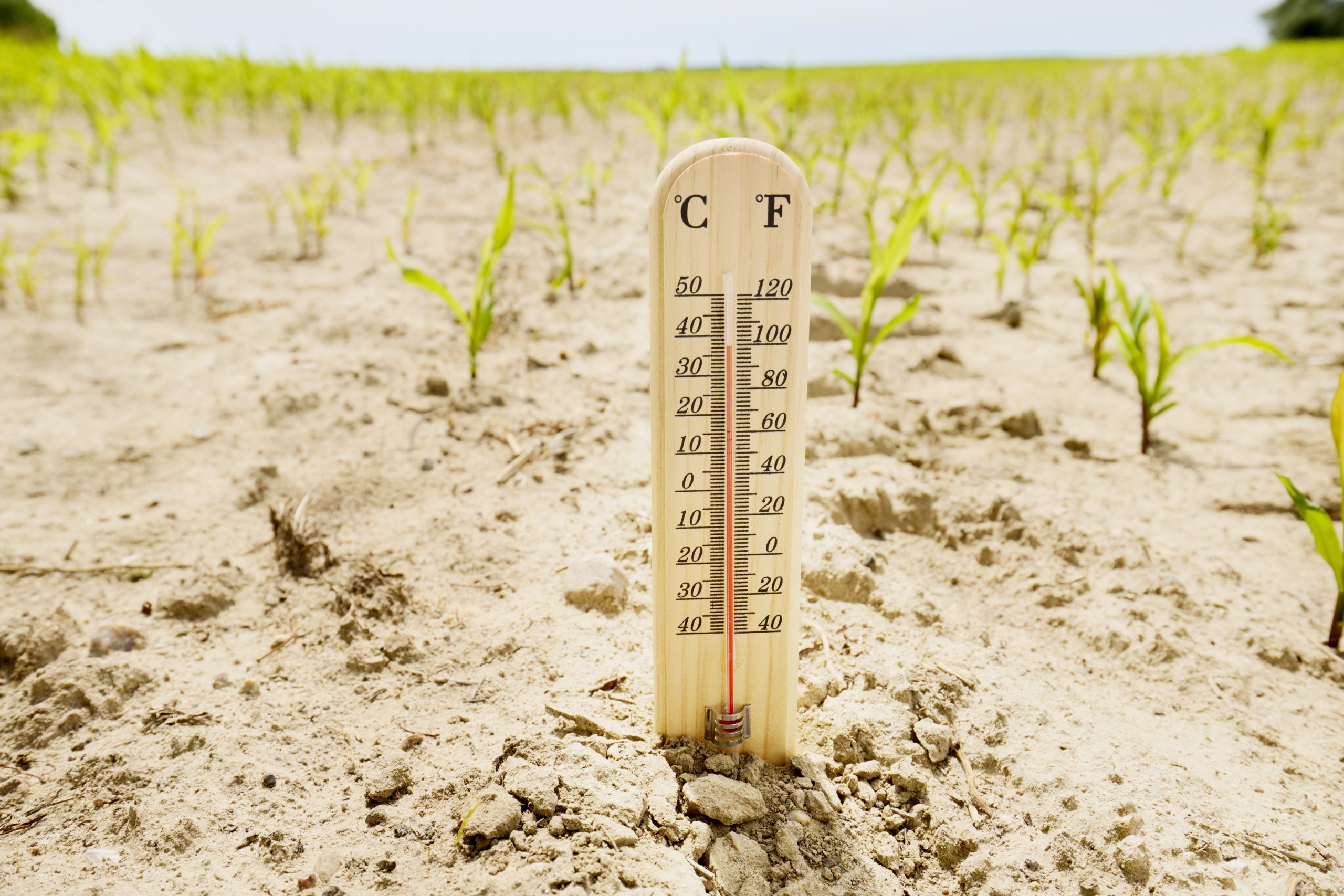 El suelo agrícola, clave para frenar el cambio climático y garantizar una agricultura sostenible