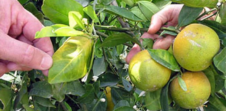 Agricultura lanza nuevos avisos por plagas activas en cítricos, frutales y vid en la Comunitat