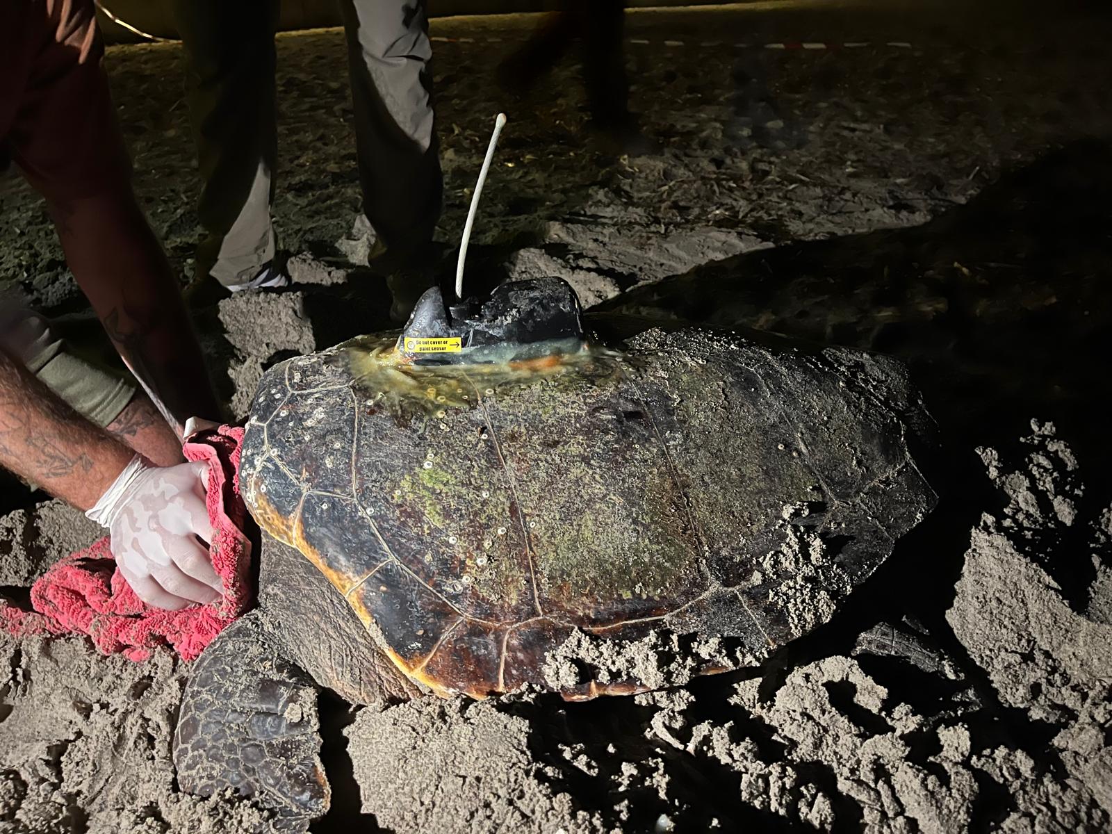 Una vieja conocida vuelve a la playa de la Marineta Cassiana: la tortuga marina Diana realiza una nueva puesta de huevos en Dénia