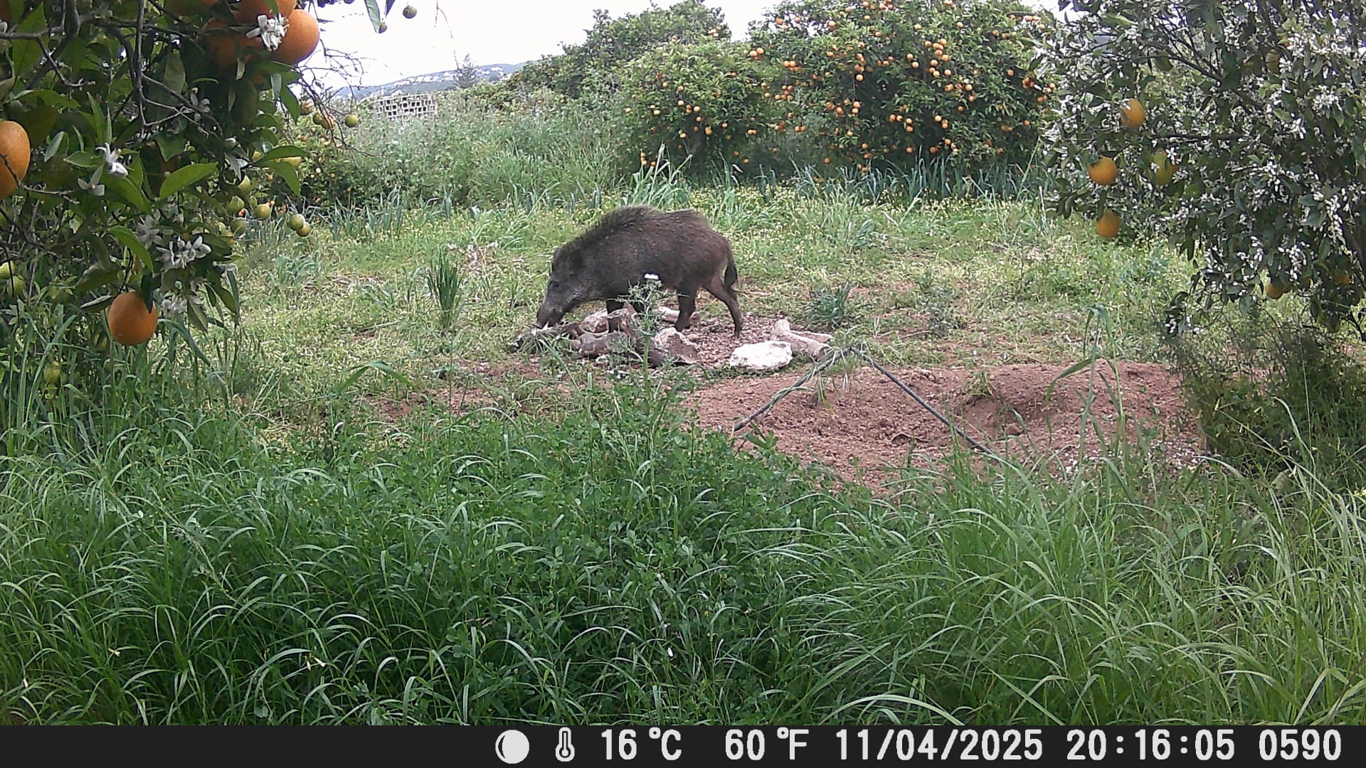 Los jabalíes ponen en jaque al campo de la Marina Alta