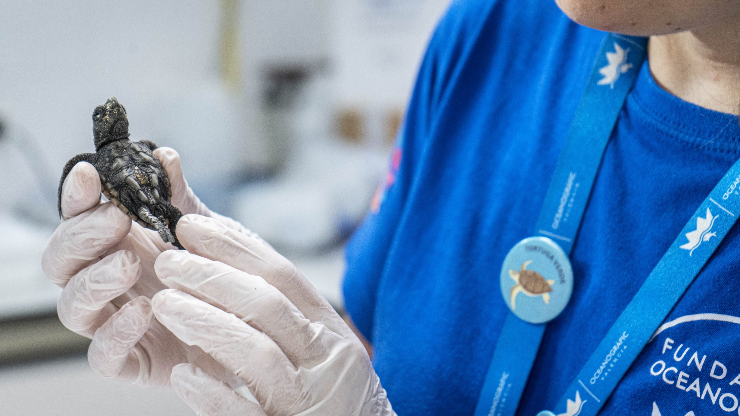 Suelta de tortugas en Dénia por el Día Mundial de los Océanos: 12 ejemplares regresan al mar este domingo