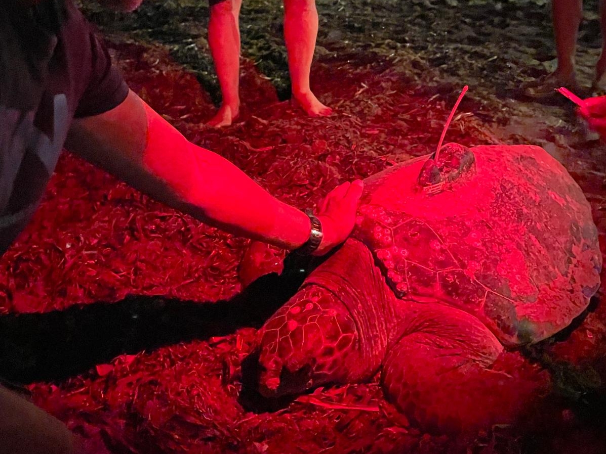 La tortuga Diana regresa a la Marineta para realizar su cuarta puesta de la temporada: 39 huevos más