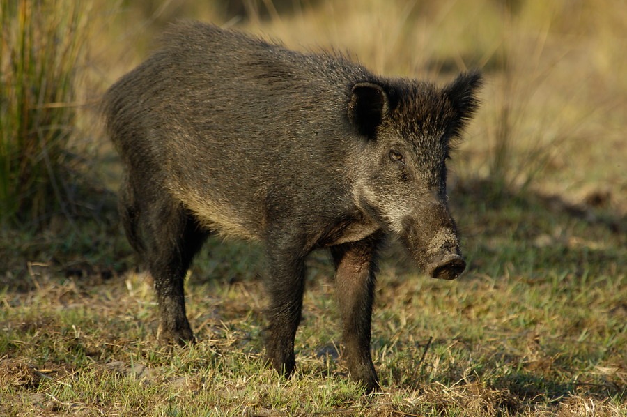 Dénia captura 360 jabalís en seis meses y refuerza el control en Les Marines y la Marineta Cassiana