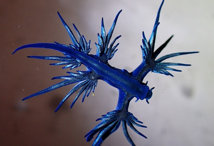 Las altas temperaturas podrían ser la causa de la aparición del dragón azul en playas alicantinas