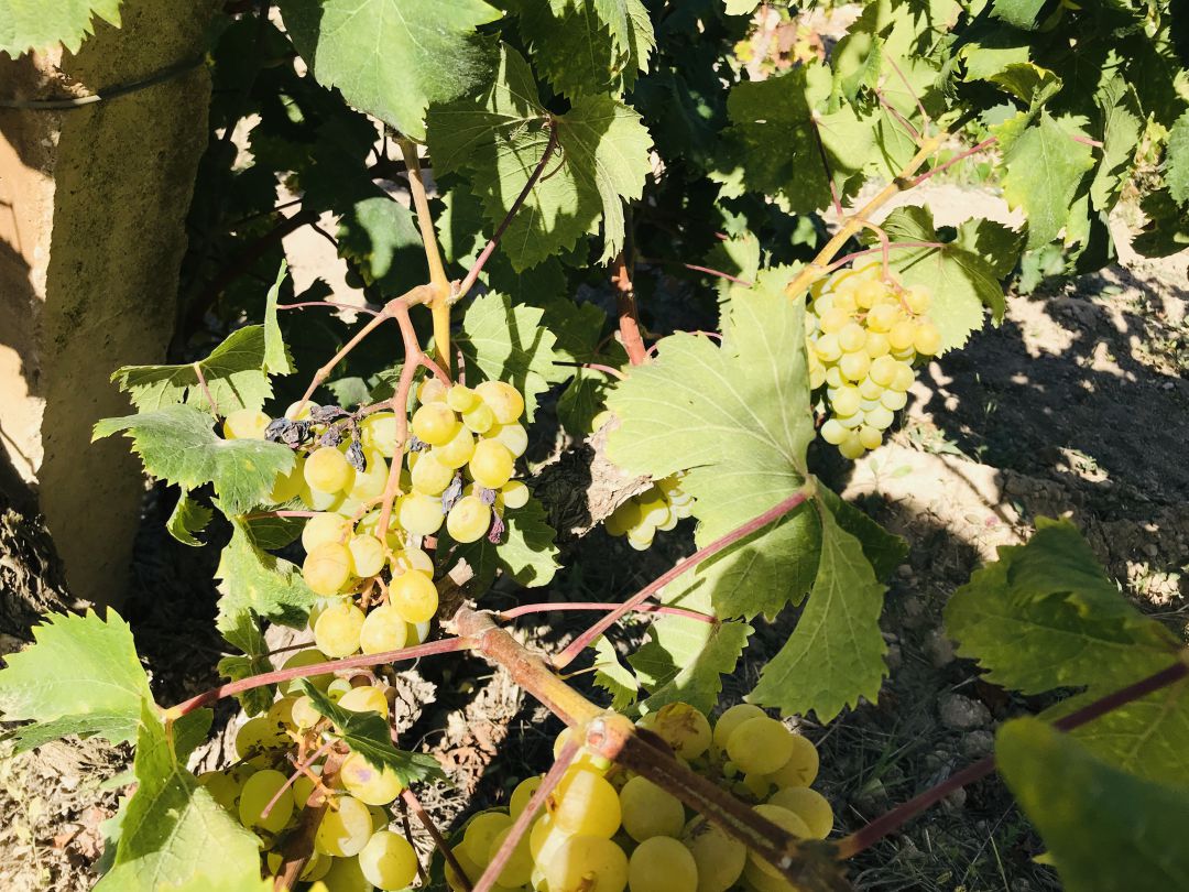 Teulada Moraira reparte 830 kilos de uva moscatel para promover este producto emblemático