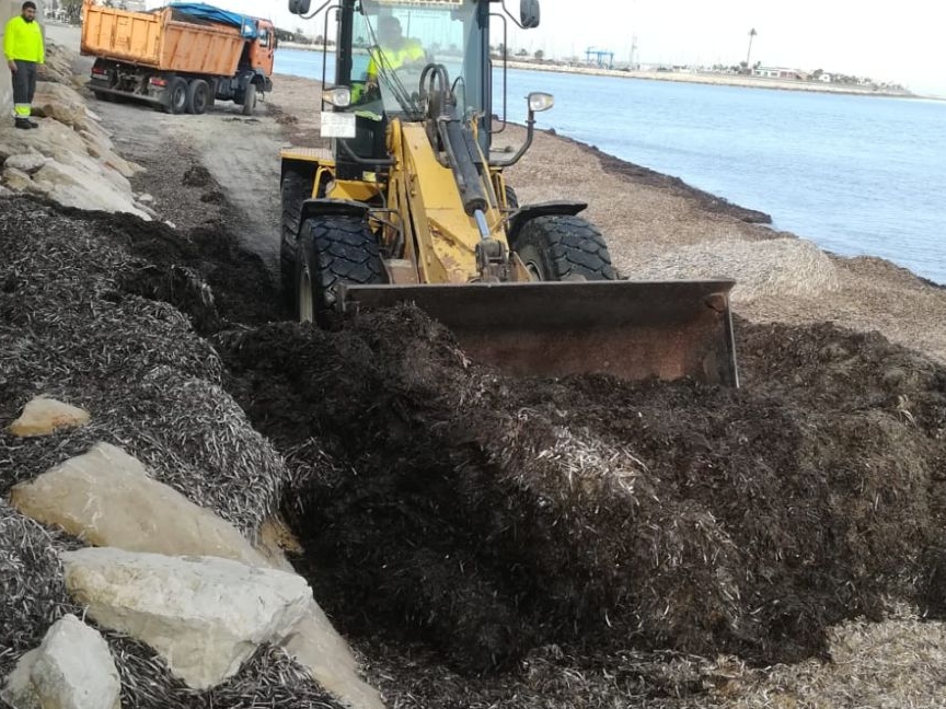 El gobierno valenciano flexibiliza la retirada de posidonia tras las quejas ciudadanas