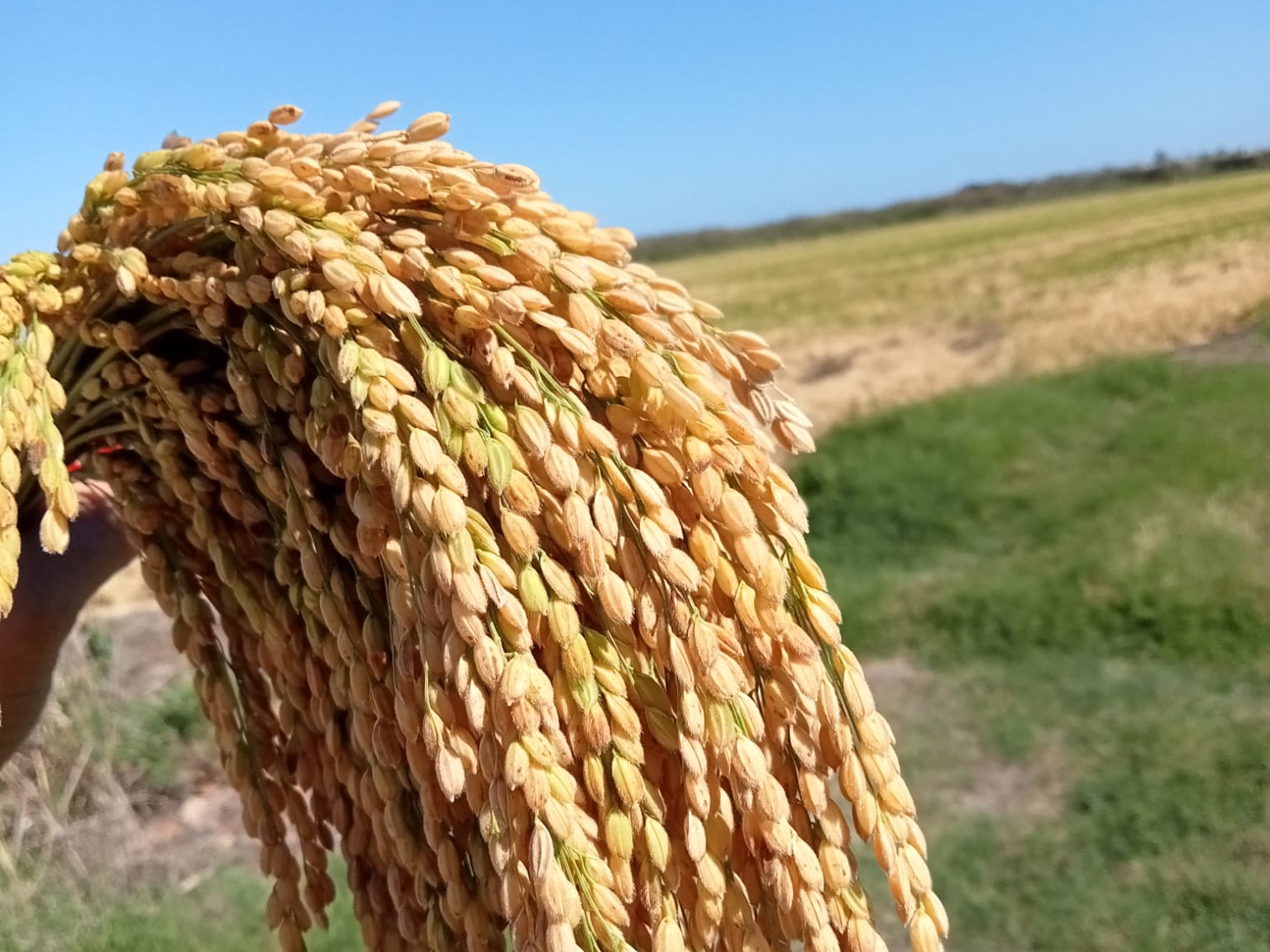 Los agricultores de la Marjal de Pego-Oliva podrán solicitar retirar la paja del arroz para reducir las quemas