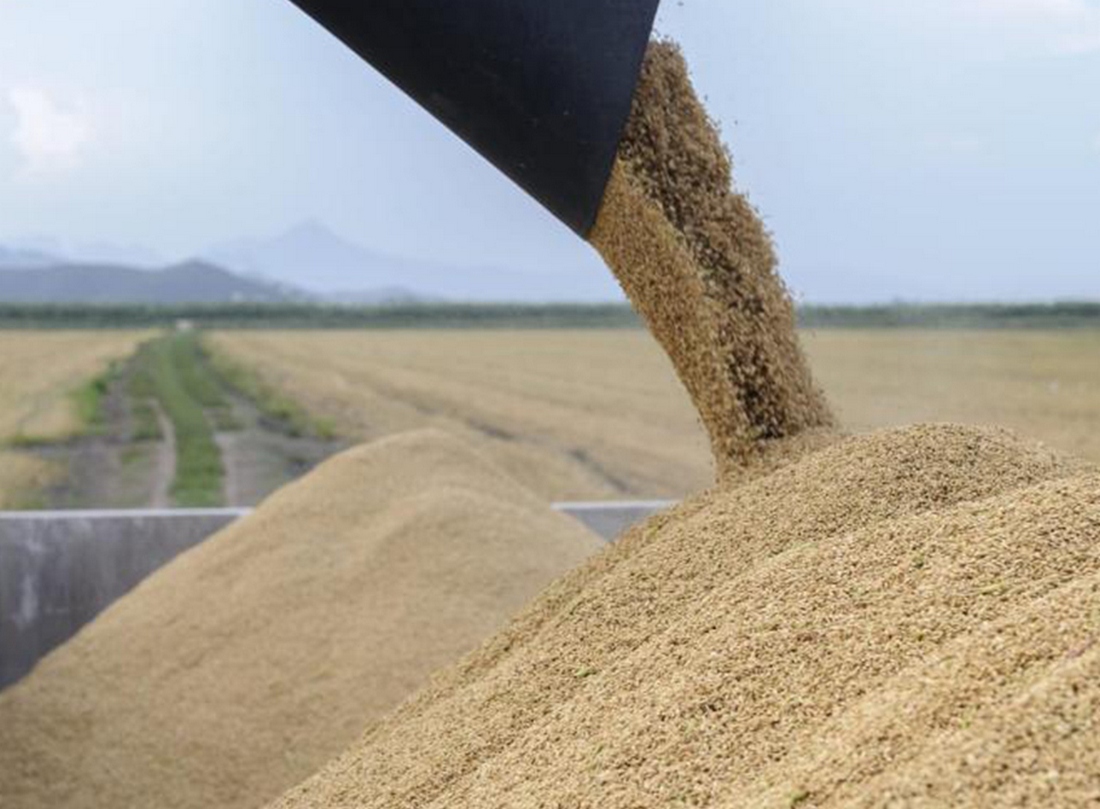 La Marjal de Pego avanza en la recogida de la paja del arroz para reducir el impacto ambiental