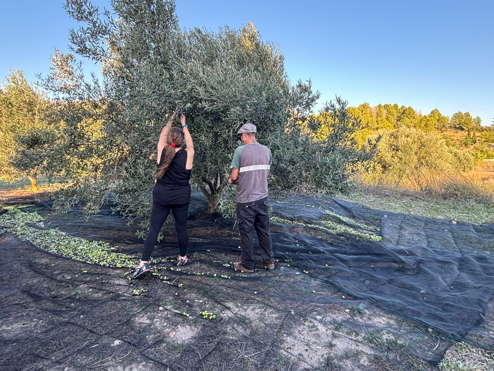 La Marina Alta vive una campaña de aceituna excepcional gracias al equilibrio climático
