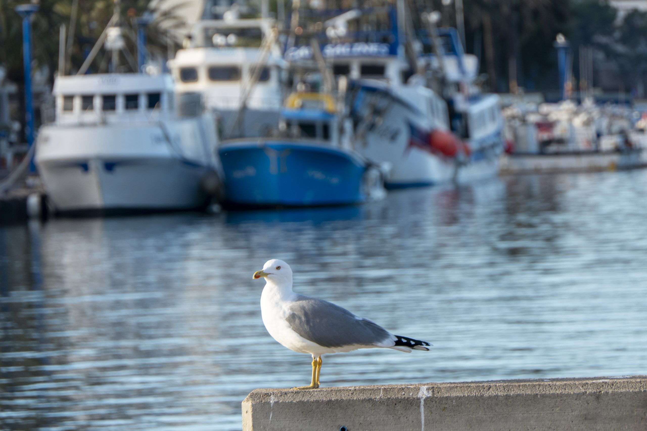 Los pescadores de Dénia, Xàbia y Calp ganan margen para la Navidad con la ampliación de días de pesca