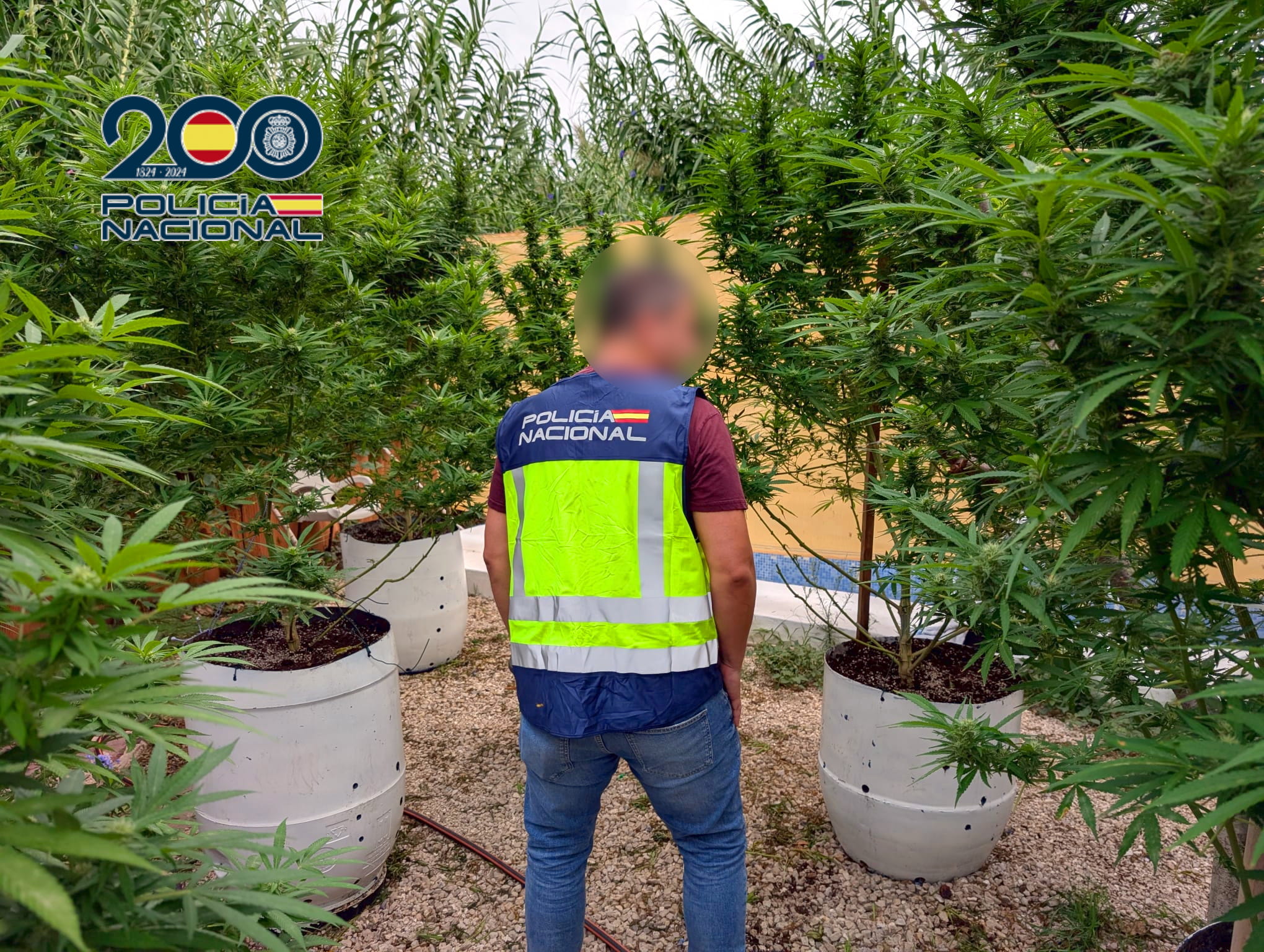 Detenidos los cuatro responsables de una plantación de marihuana de gran envergadura y altura en Ondara