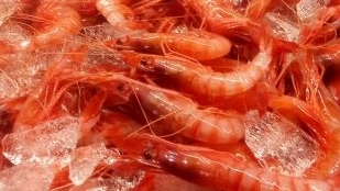 La flota de arrastre de la Marina Alta se beneficia de una cuota adicional de gamba roja aprobada por el Gobierno