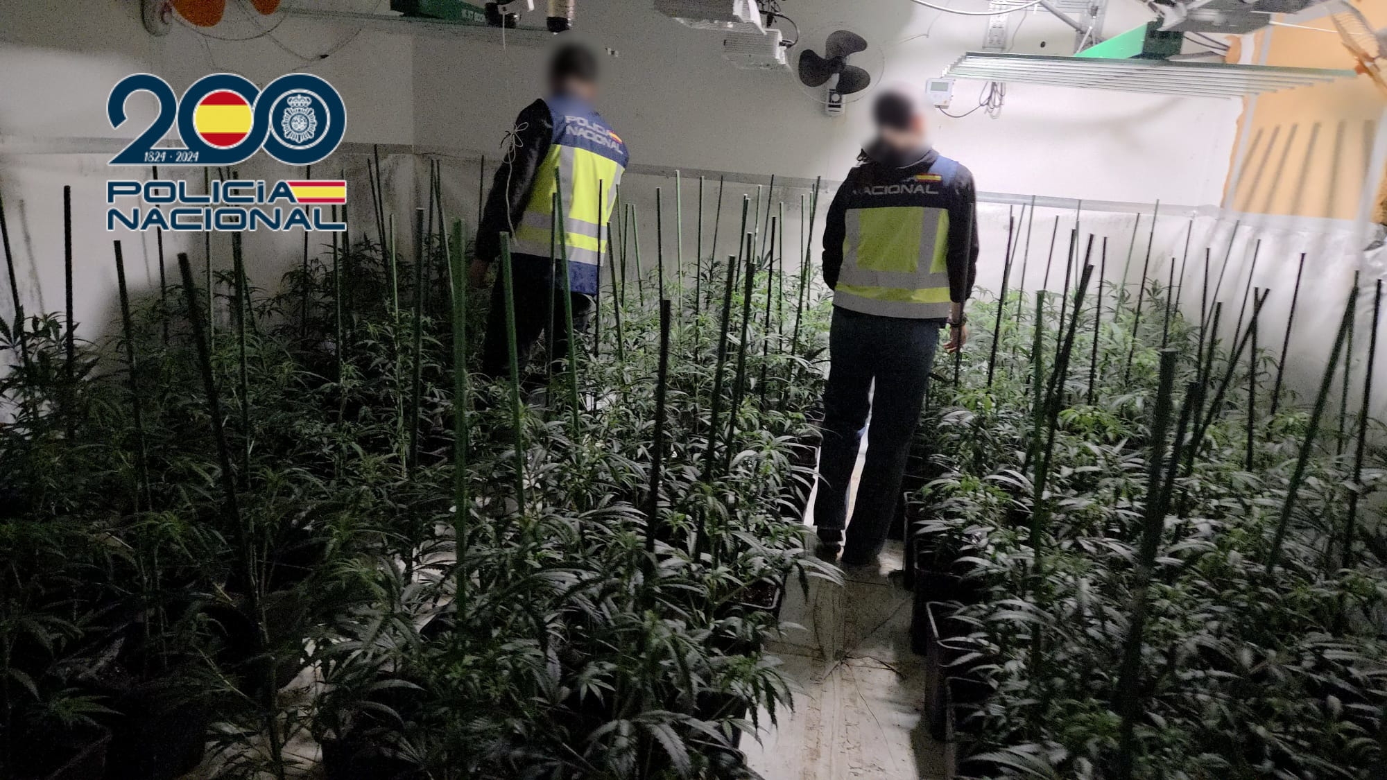 La Policía Nacional desmantela en Dénia una plantación “indoor” con 881 plantas de marihuana