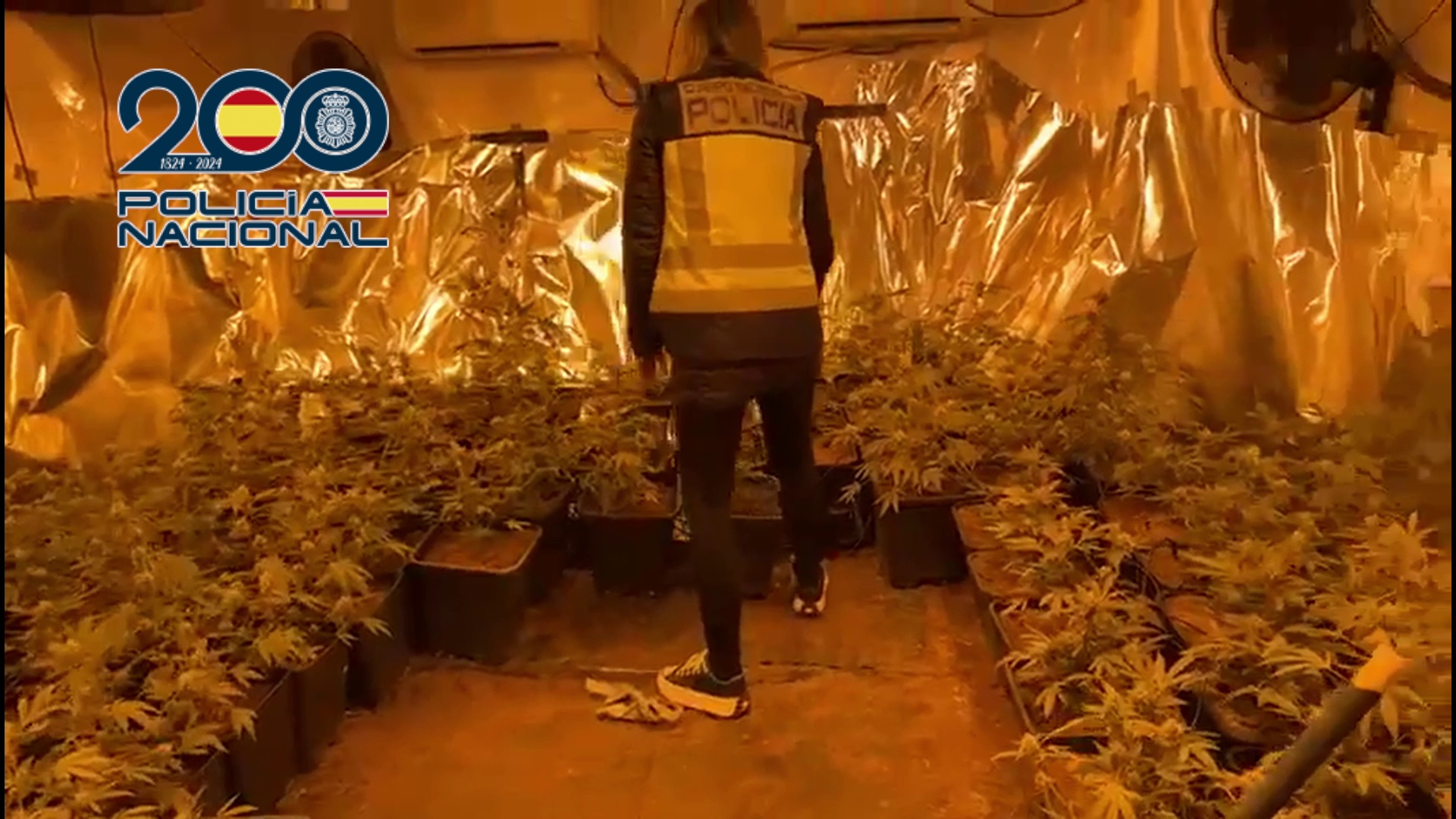 Desmantelada una plantación de marihuana con 264 plantas en una vivienda de Pedreguer