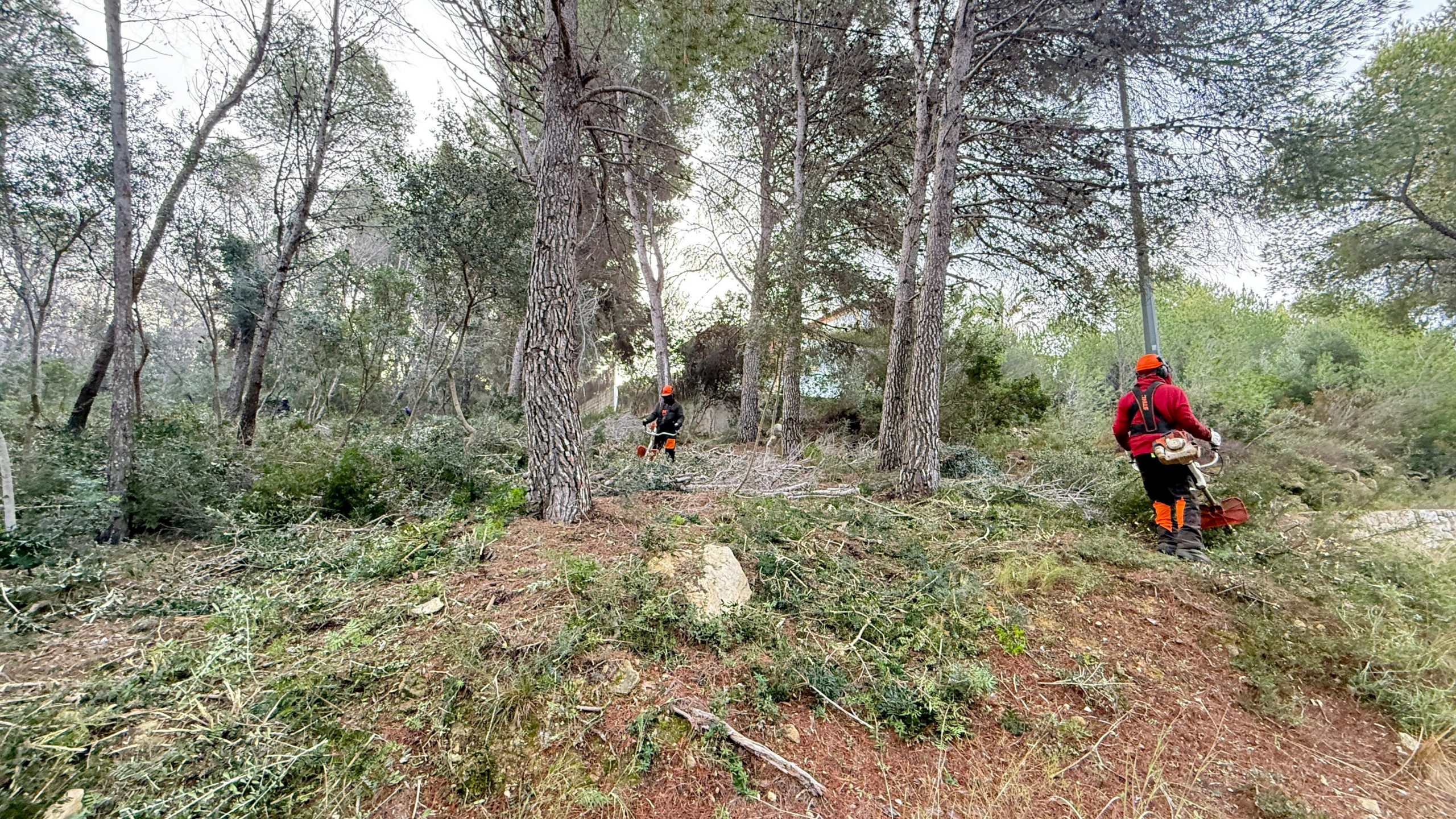Xàbia refuerza la prevención de incendios con nuevos trabajos en el Camí Vell de Teulada