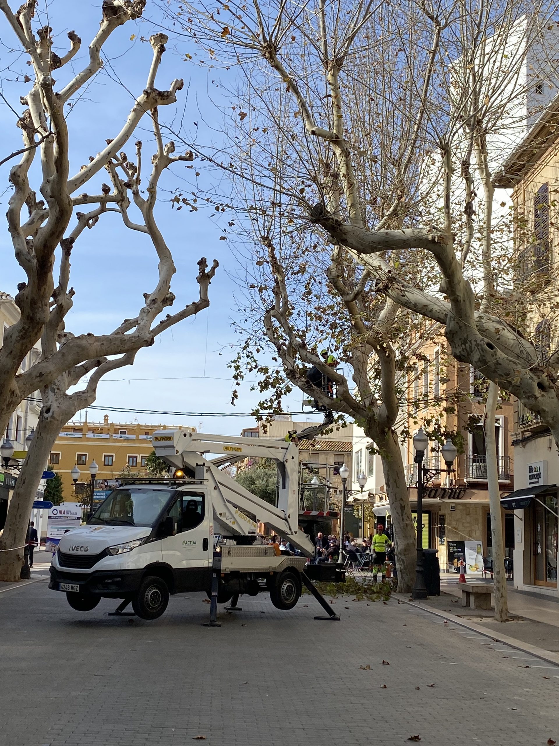 Cortes de tráfico por poda de árboles en Marqués de Campo en Dénia hasta el 30 de enero
