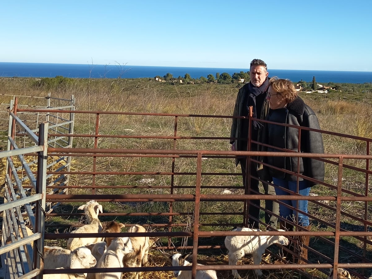 Xàbia apuesta por el pastoreo controlado como cortafuegos natural en la Plana y el entorno del Montgó