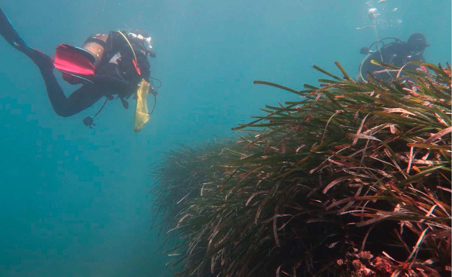 Las praderas de posidonia de Dénia presentan un excelente estado de conservación salvo en Punta del Raset
