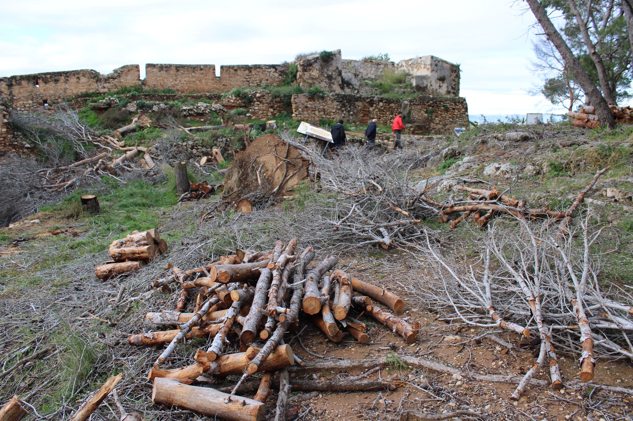 Reabre parcialmente el Castell de Dénia tras la tala de pinos secos