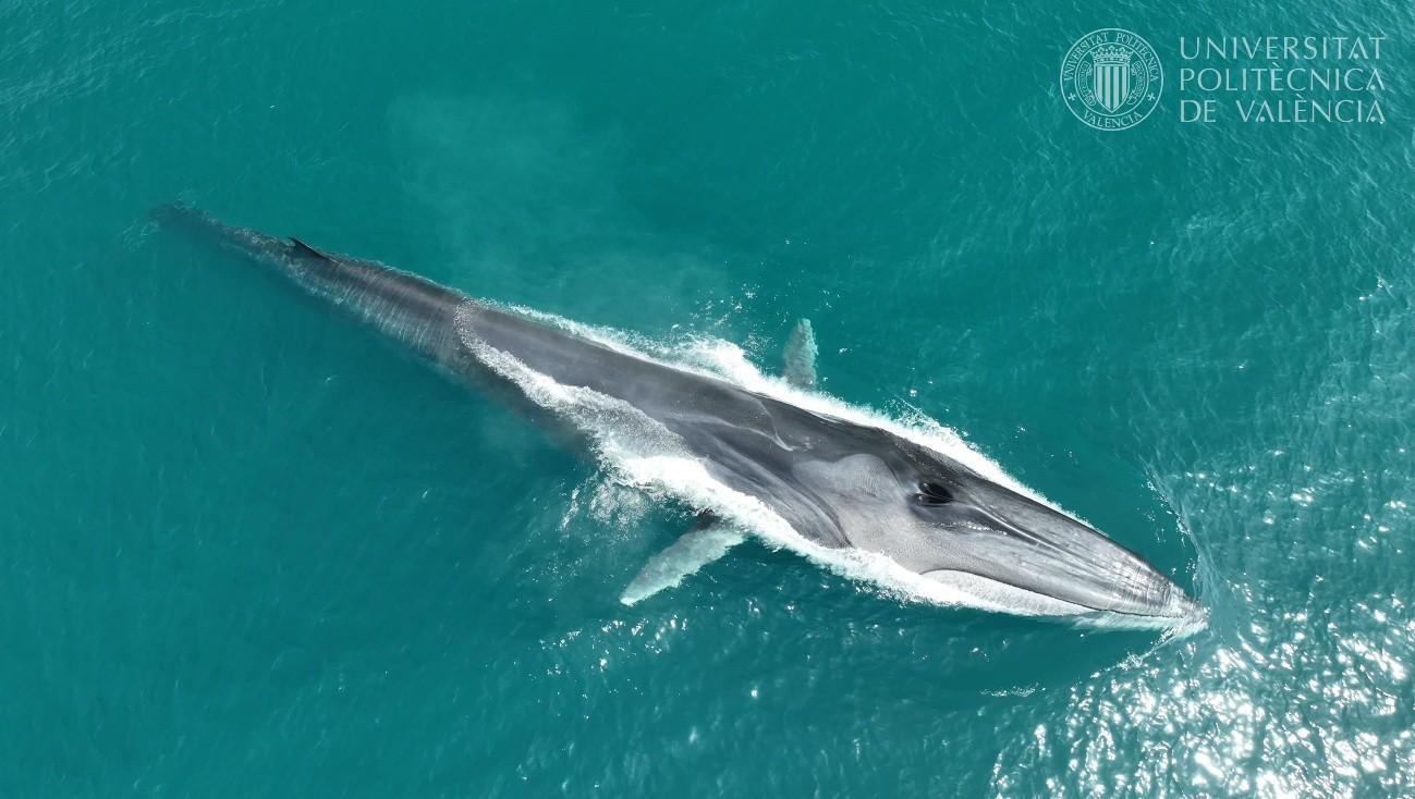 Avistados 127 ejemplares de rorcual común en las costas alicantinas de la Marina Alta