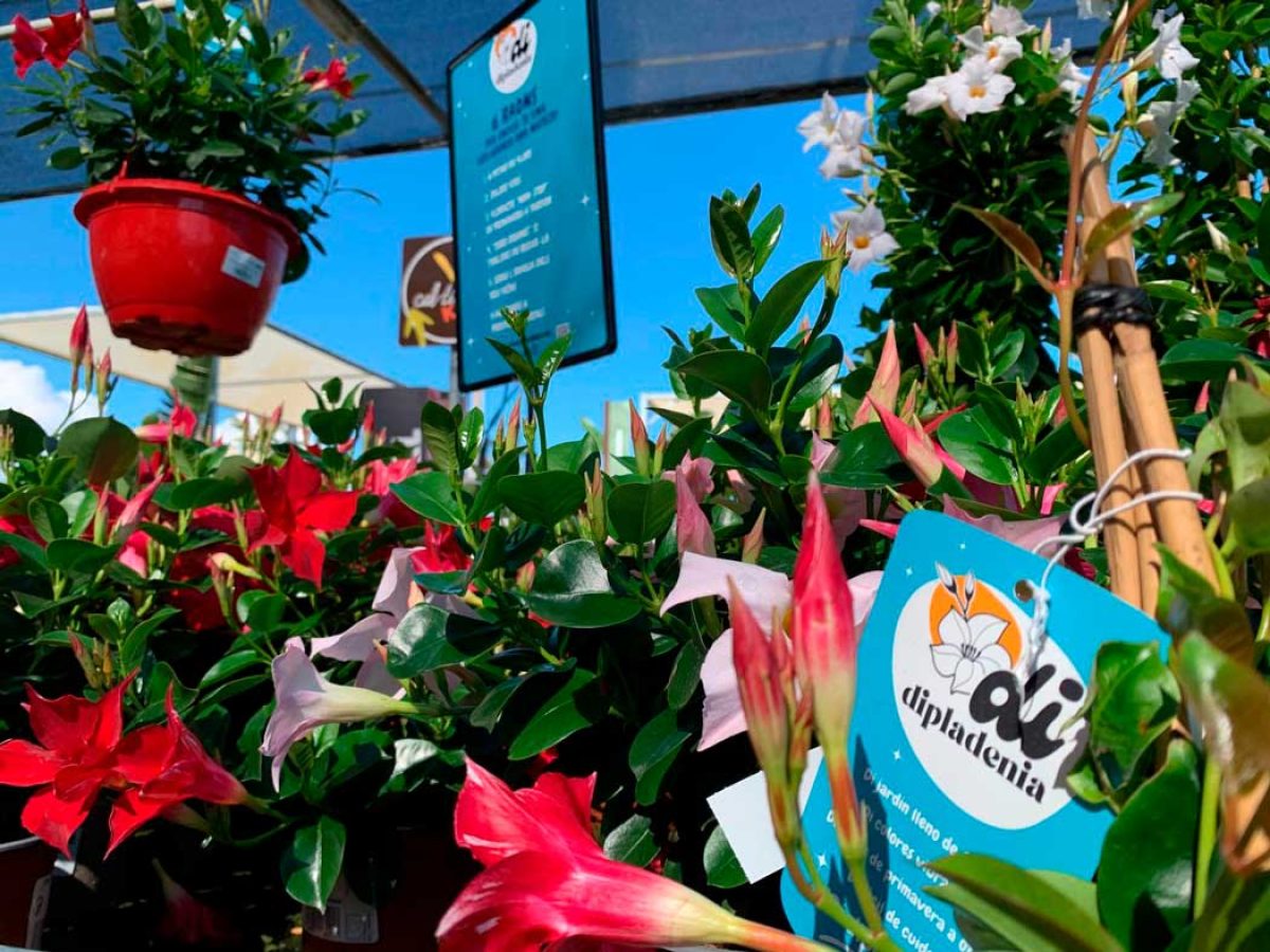 Más de 1.400 dipladenias llenan de color Dénia con el lanzamiento nacional de la campaña “Di Dipladenia”