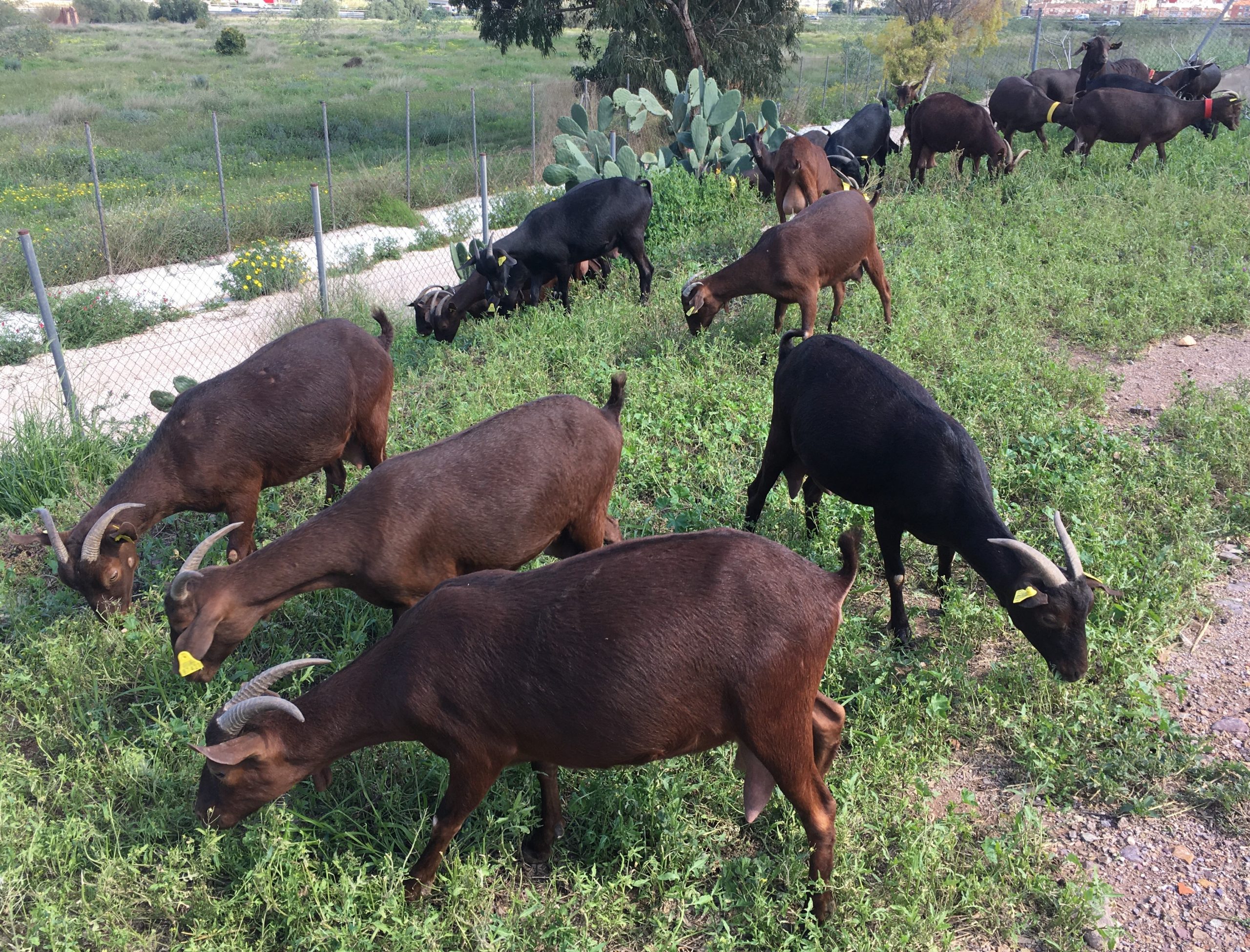 Ovejas, cabras y vacas, aliadas contra los incendios forestales en la Comunitat Valenciana