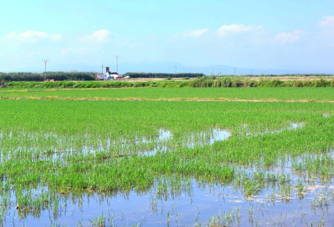 La paja del arroz vuelve a tener una segunda vida en la Marjal de Pego-Oliva