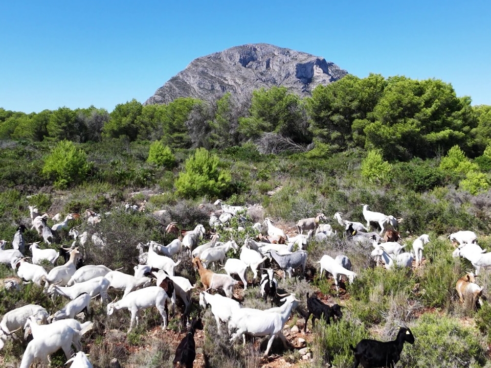 La ganadería extensiva vuelve a los montes de la Marina Alta como aliada frente a los incendios